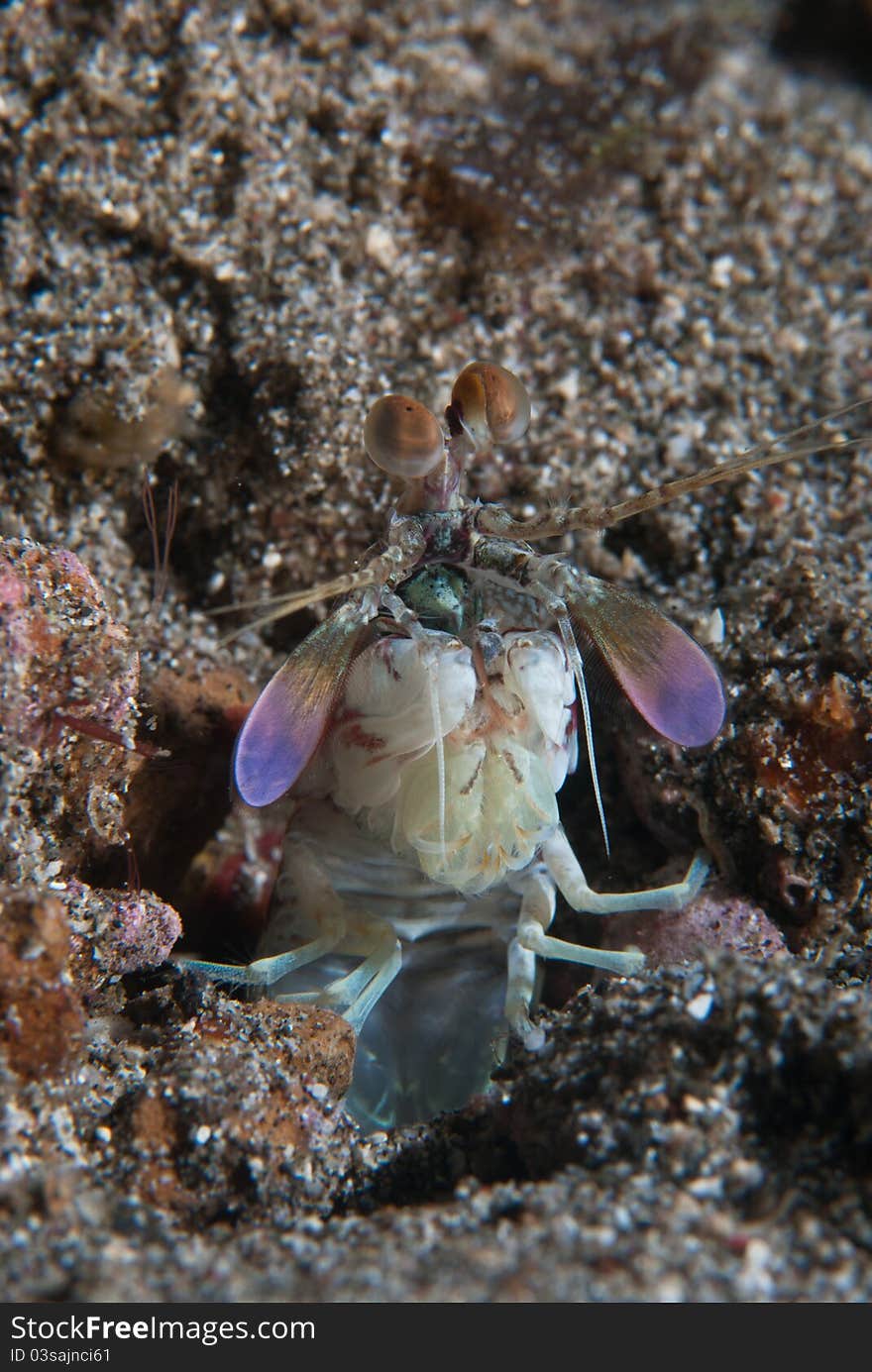 A mantis shrimp submerging from volcanic sand, Lembeh Straits. A mantis shrimp submerging from volcanic sand, Lembeh Straits