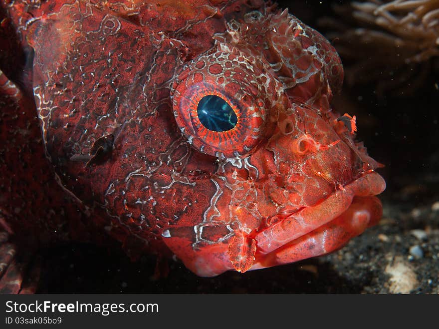 Upset lionfish