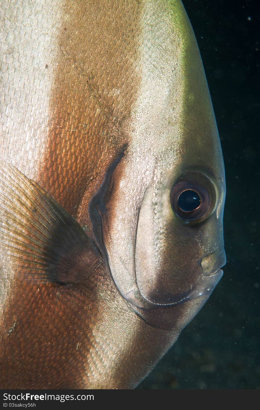 Peeping batfish