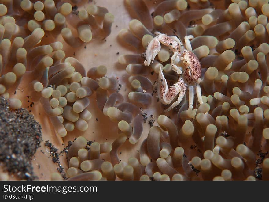 A porcelain crab on see plants, Lembeh Straits. A porcelain crab on see plants, Lembeh Straits