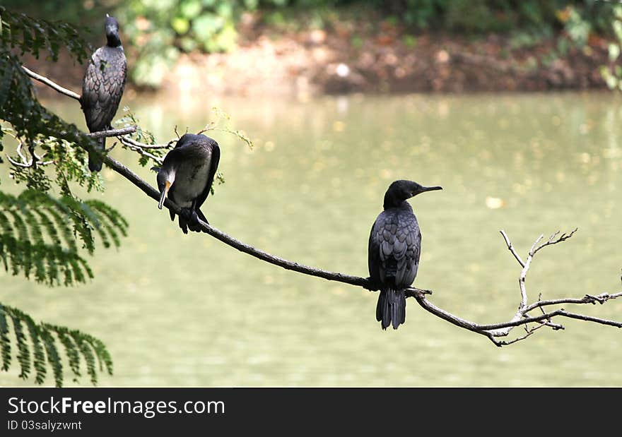 Cormorants