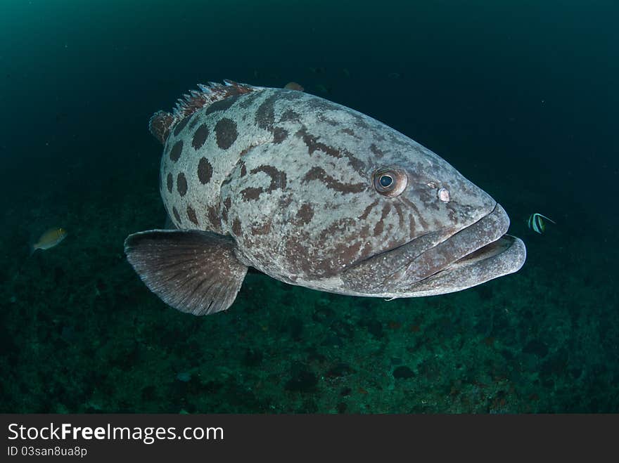 A potato bass swimming along a reef, South Africa. A potato bass swimming along a reef, South Africa