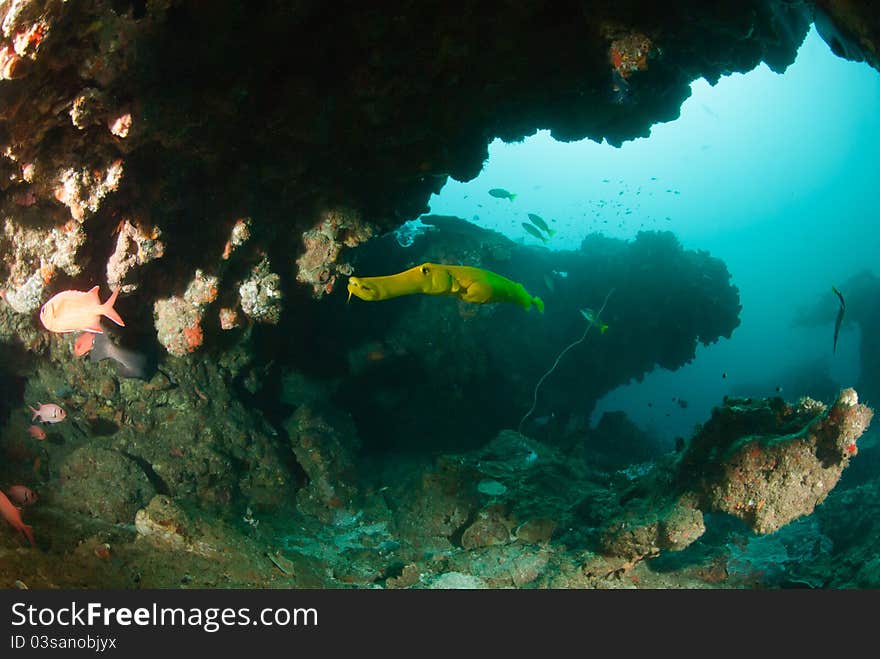 A yellow trumpetfish swimming through a cave, Kwazulu Natal, South Africa. A yellow trumpetfish swimming through a cave, Kwazulu Natal, South Africa