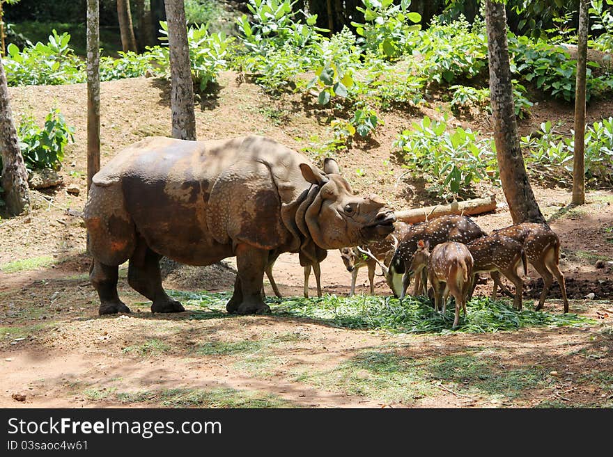 Indian rhinos