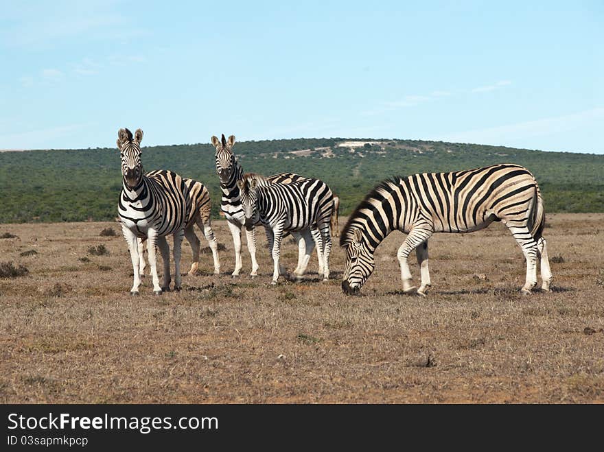 Family Of Zebras