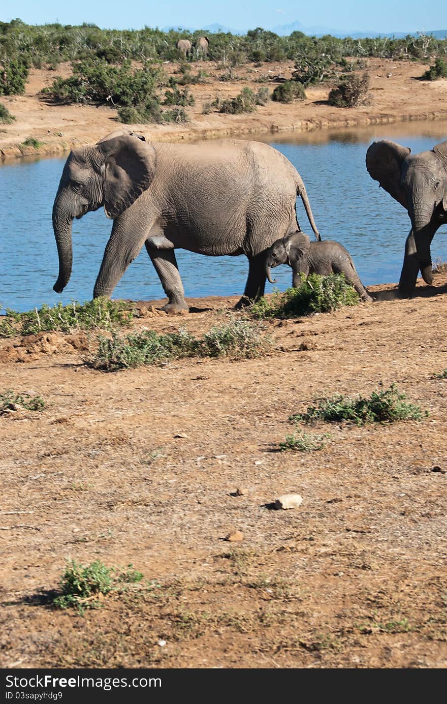 A baby elephant walking close to it's mom for protection, South Africa. A baby elephant walking close to it's mom for protection, South Africa