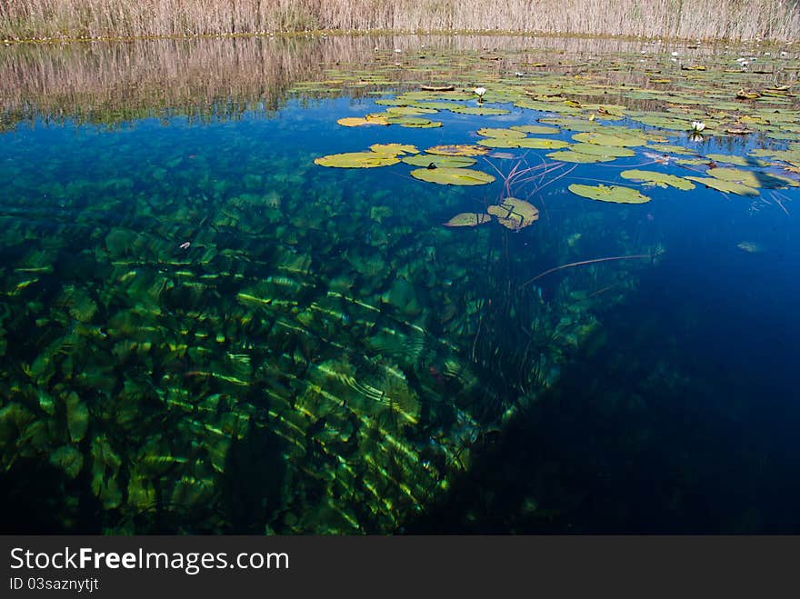 A close up on a grotto with water plants, Marico Oog, South Africa. A close up on a grotto with water plants, Marico Oog, South Africa