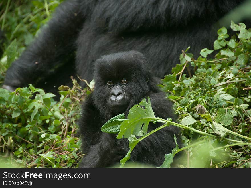 A close up on a gorilla baby in the forest, Rwanda. A close up on a gorilla baby in the forest, Rwanda