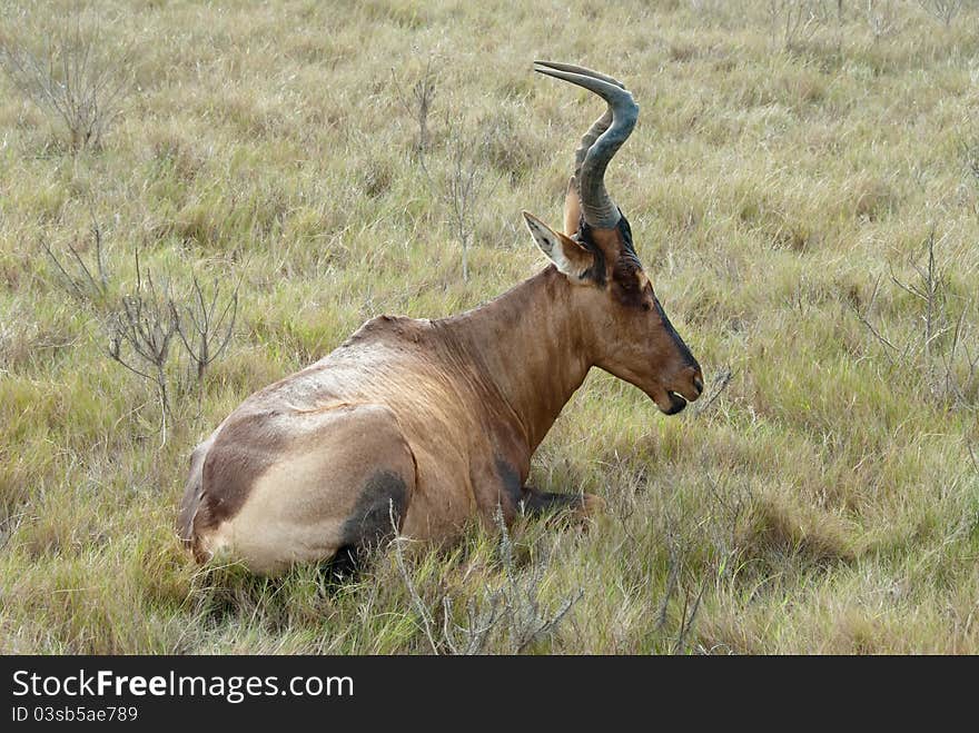 An antelope laying in the grass having a rest, Eastern Cape, South Afriac. An antelope laying in the grass having a rest, Eastern Cape, South Afriac