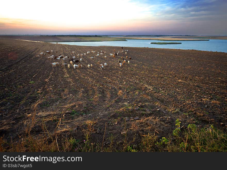 Shepherd leads his sheep at sunset (2). Shepherd leads his sheep at sunset (2).