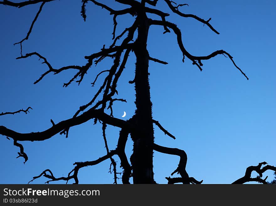 Silhouette of a dead tree