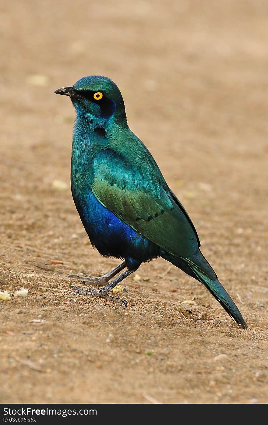 Greater Blue-Eared Starling (Lamprotornis chalybaeus) is a common species of open woodland that undertakes some seasonal movements (South Africa).