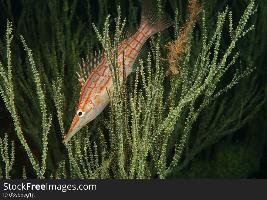 A close up on a longnose hawkfish between seagrass, KwaZulu Natal, South Africa