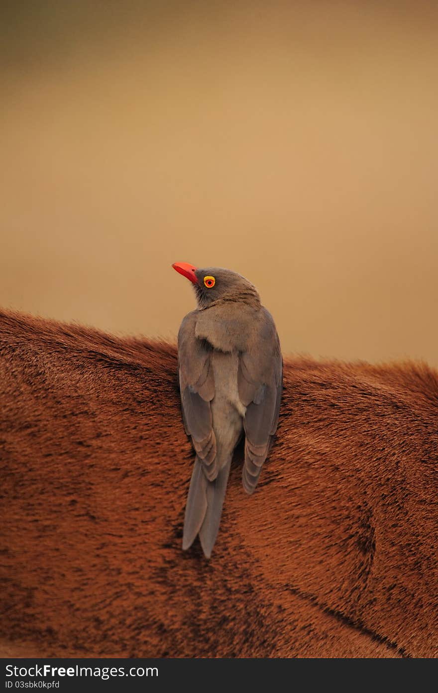 Re-Billed Oxpecker (Buphagus erythrorhynchus) on the back of an Impala Antelope (South Africa). Re-Billed Oxpecker (Buphagus erythrorhynchus) on the back of an Impala Antelope (South Africa).