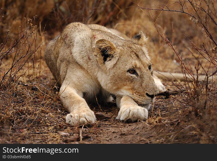 Lioness (Panthera leo)