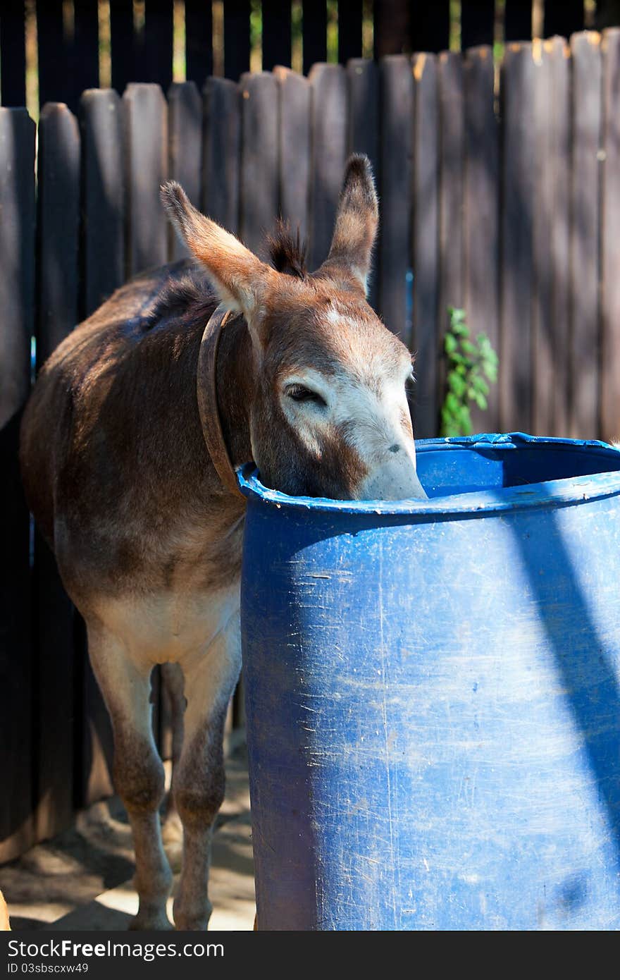 Donkey drinking water (1) - Romania. Donkey drinking water (1) - Romania.