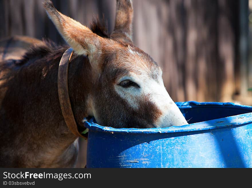 Donkey drinking water (2) - Romania. Donkey drinking water (2) - Romania.