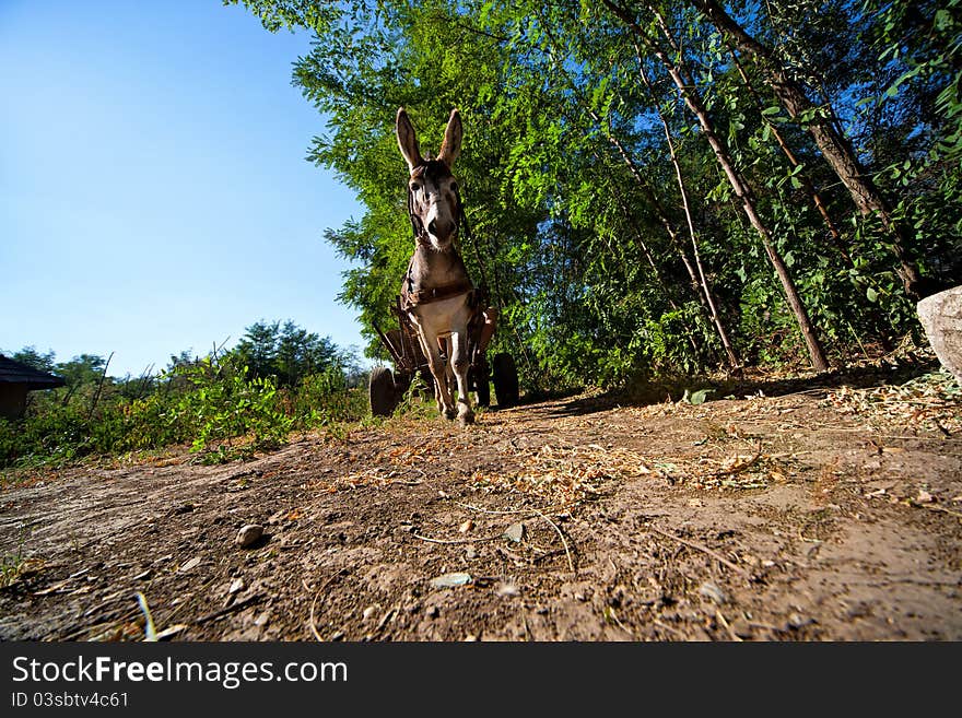 Donkey in a Field in sunny day.