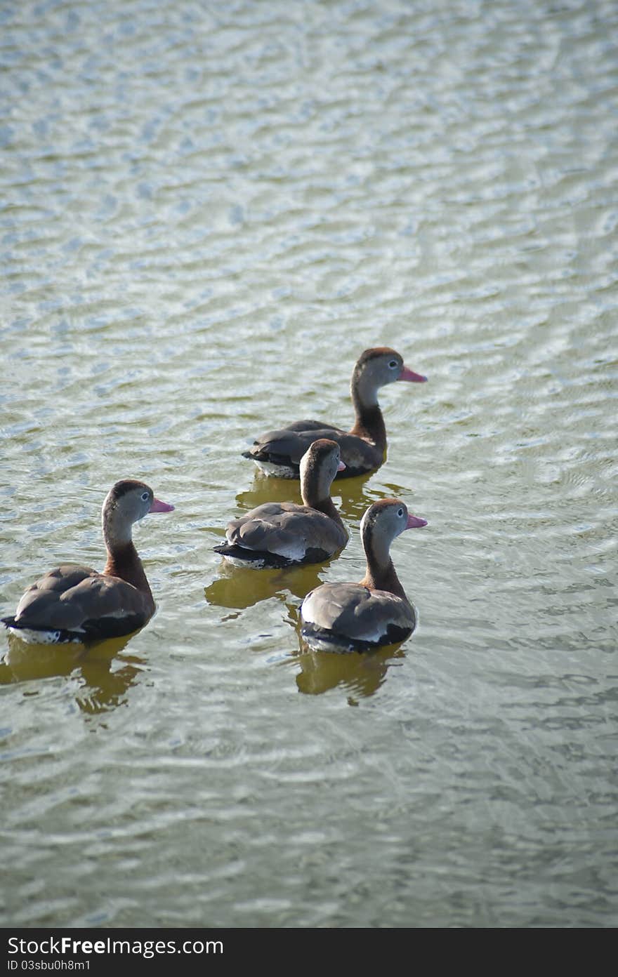 Four Black-bellied Whistling-Ducks (Dendrocygna autumnalis) float peacefully in a Sarasota, Florida, pond. Four Black-bellied Whistling-Ducks (Dendrocygna autumnalis) float peacefully in a Sarasota, Florida, pond.