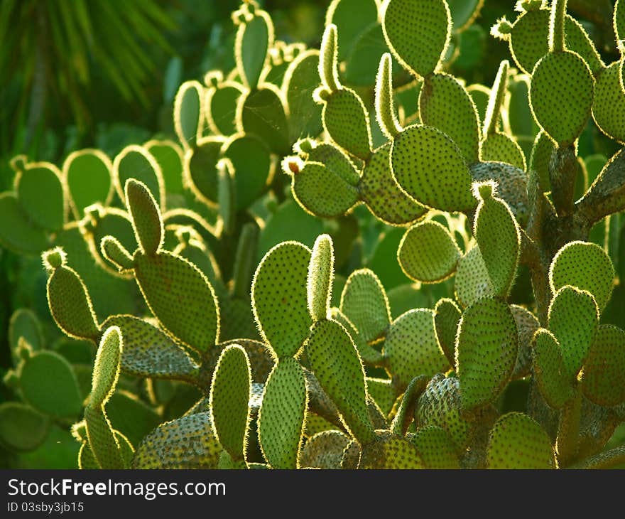 Succulent on the island of Lokrum. Succulent on the island of Lokrum