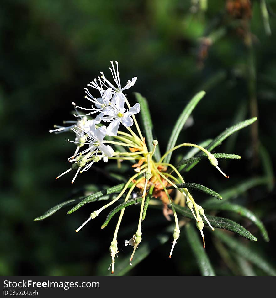 Marsh blossom (ledum balustre) - Small white flowers