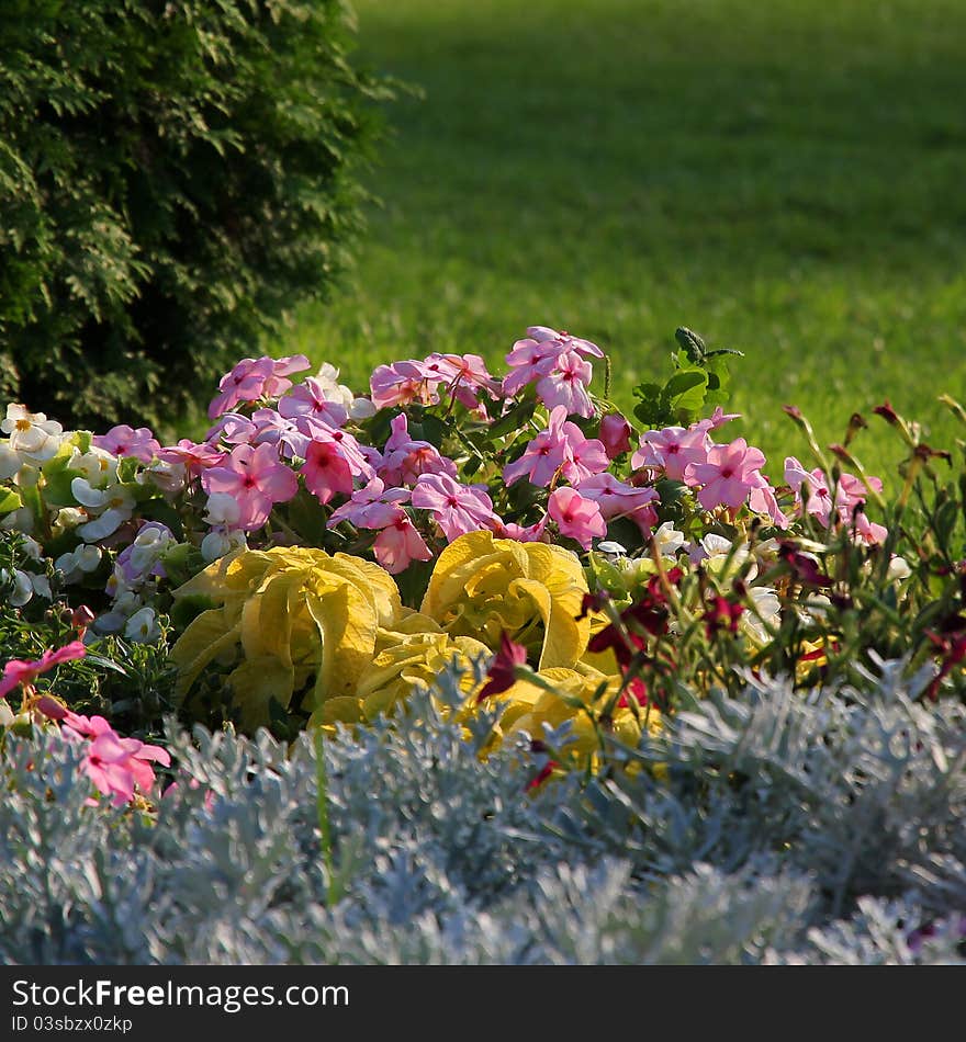 Colorful flowerbed. Petunia and other decorative flowers.