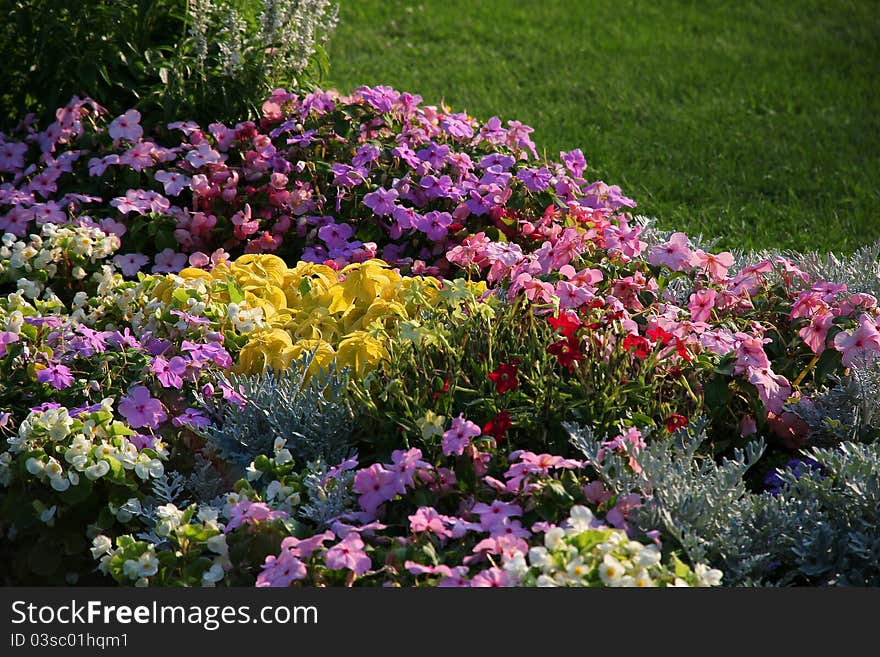 Colorful flowerbed. Petunia and other decorative flowers.