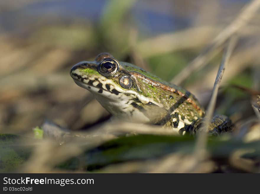 Portrait of a frog in the water