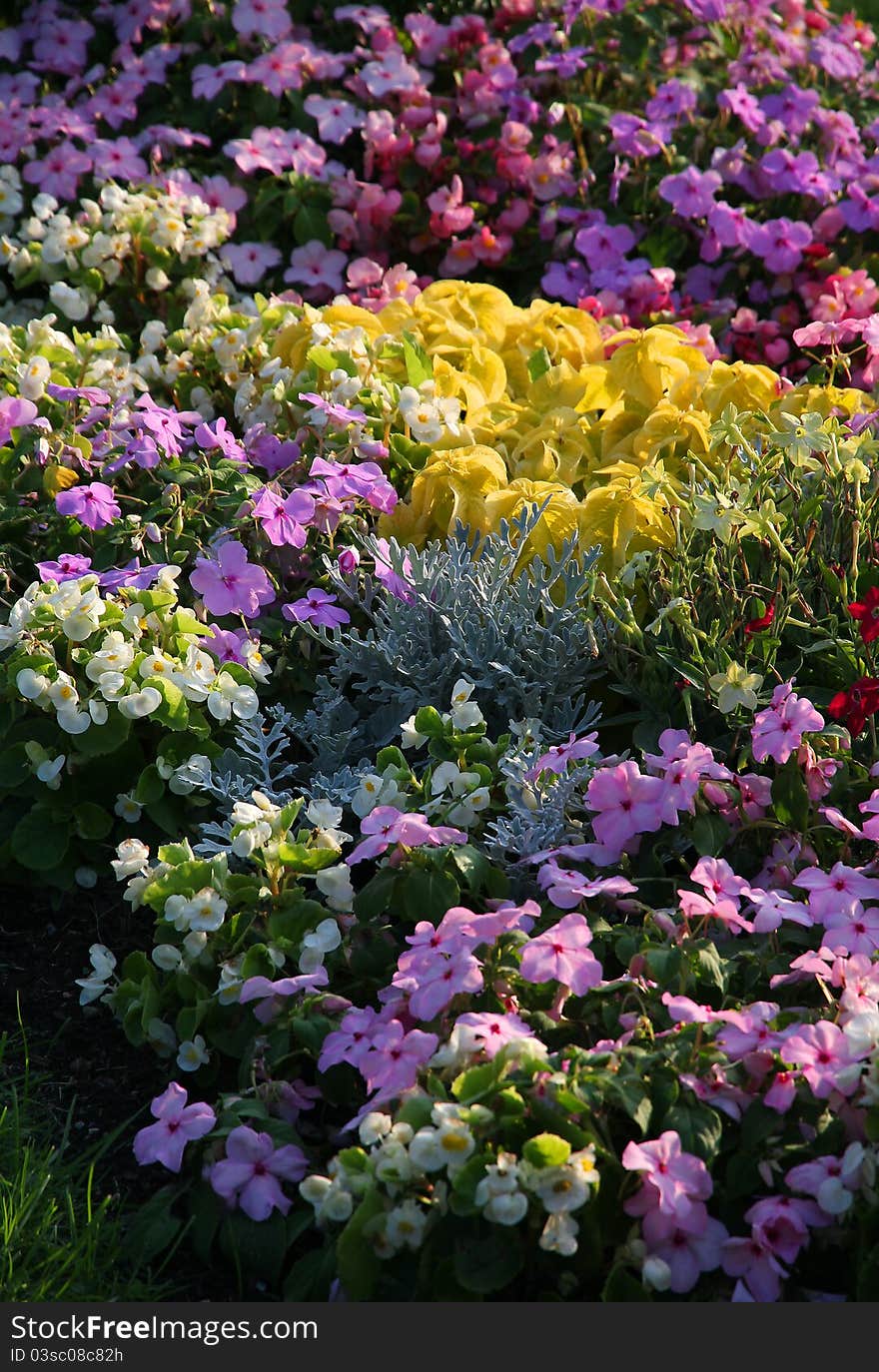 Colorful flowerbed. Petunia and other decorative flowers.