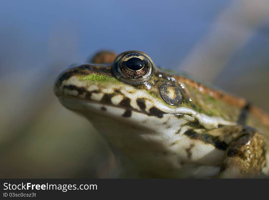 Portrait of a frog in the water