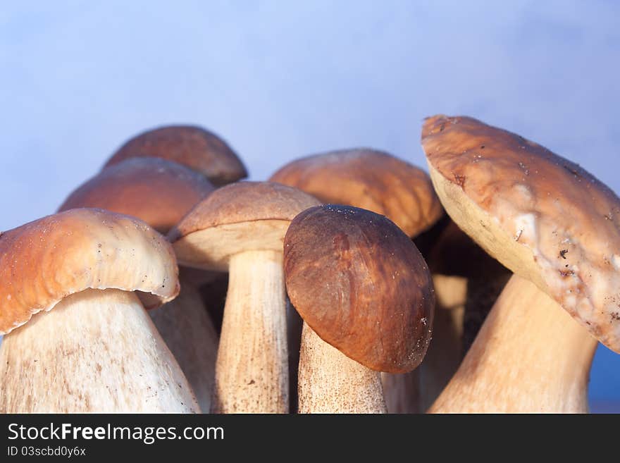 White mushrooms on a blue background