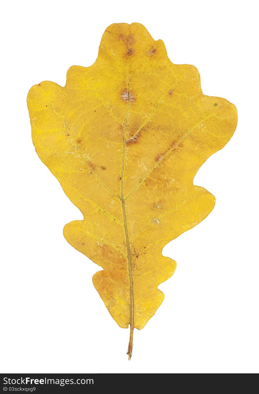 Bright yellow autumn oak leaf on white background