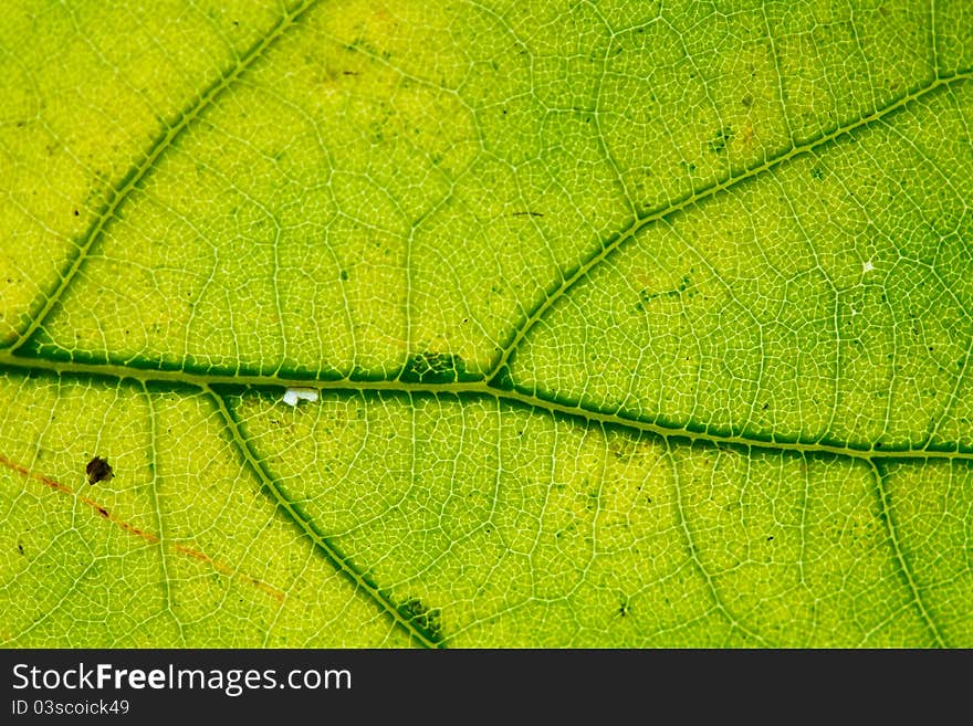 Beautiful autumn yellow maple leaves close-up