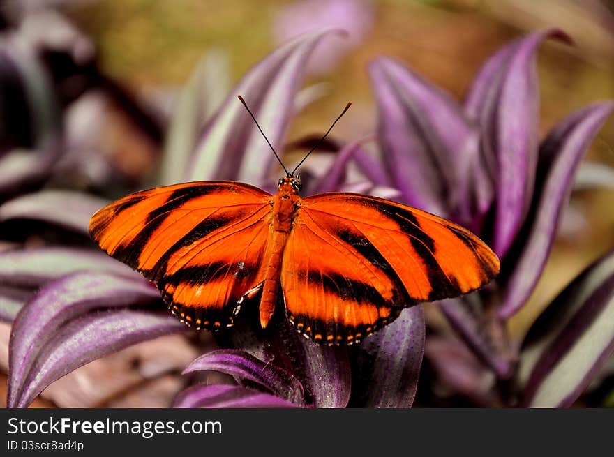 The tiger longwing,aka,Dryadula phaetusa,finds its favorite purple flower to alight on. The tiger longwing,aka,Dryadula phaetusa,finds its favorite purple flower to alight on.