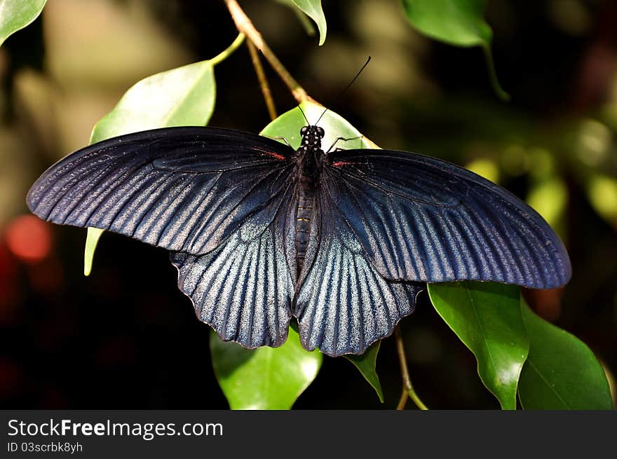 The butterflies wings open up as it lands on a plant. The butterflies wings open up as it lands on a plant.