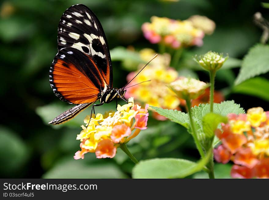 A feeding Helicon Butterfly