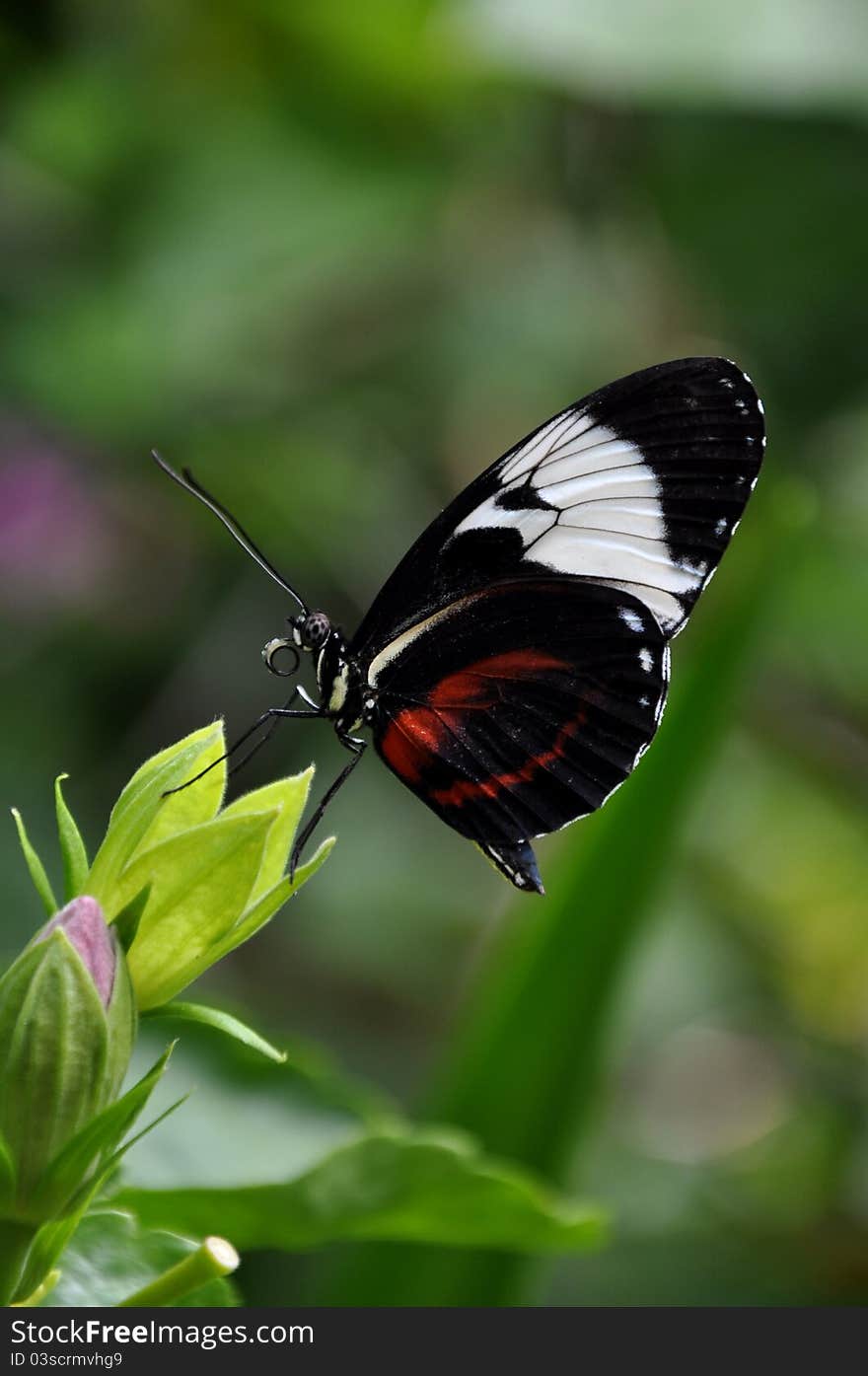 A Heliconius cydno,aka,black and white longwing butterfly,with a pollen soaked proboscis.