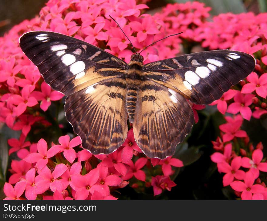 A river of red flowers attracts a clipper butterfly to the garden for some nectar. A river of red flowers attracts a clipper butterfly to the garden for some nectar.