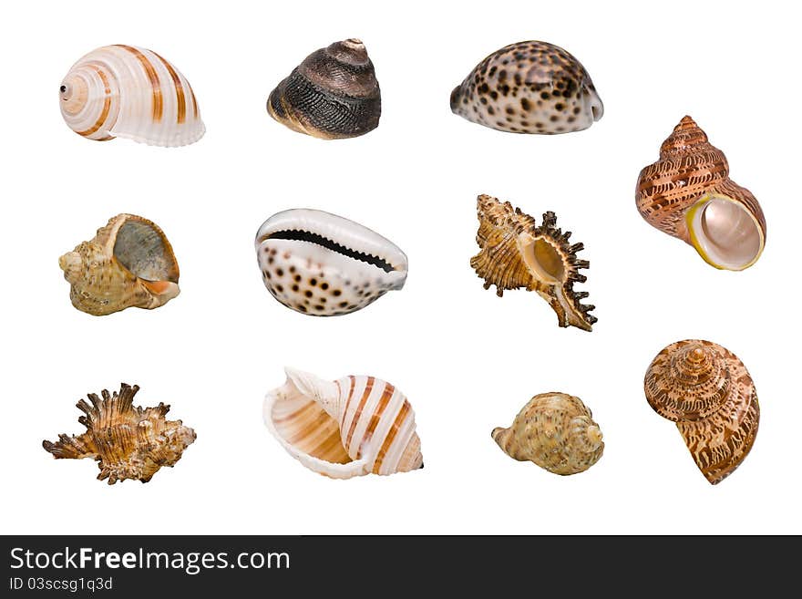 Various marine seashells collage, isolated on white background