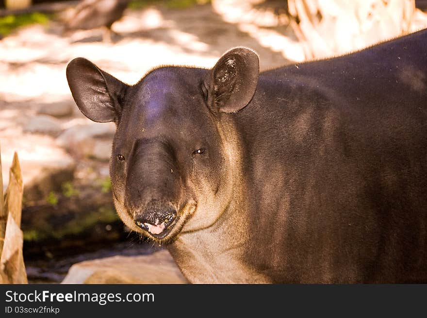 A tapir at a zoo in Florida