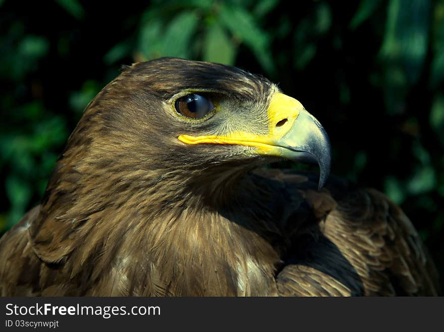 A golden eagle with a leafy environment