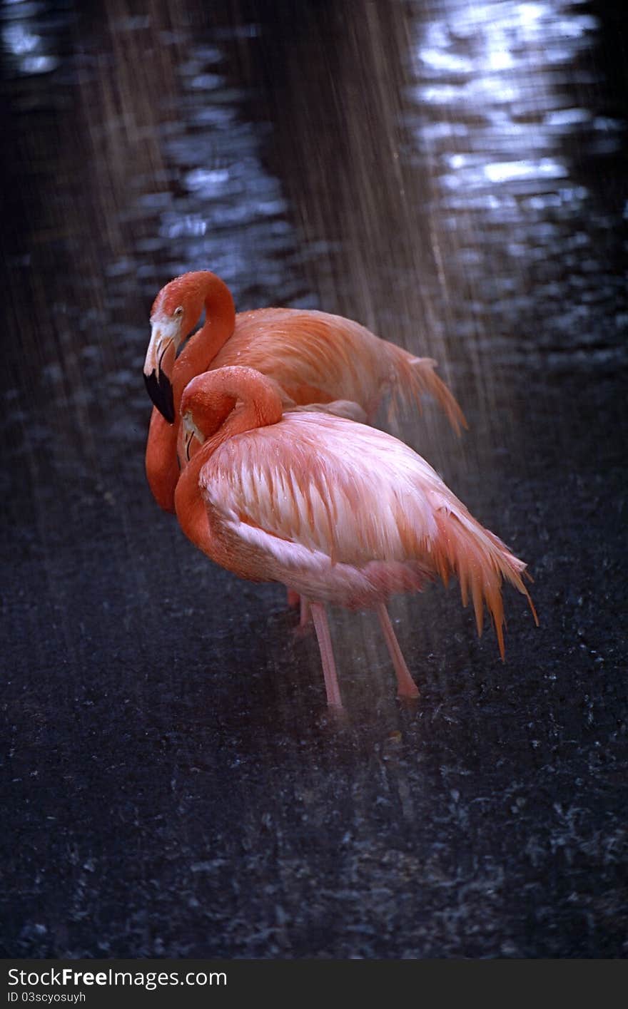 Flamingos in the rain