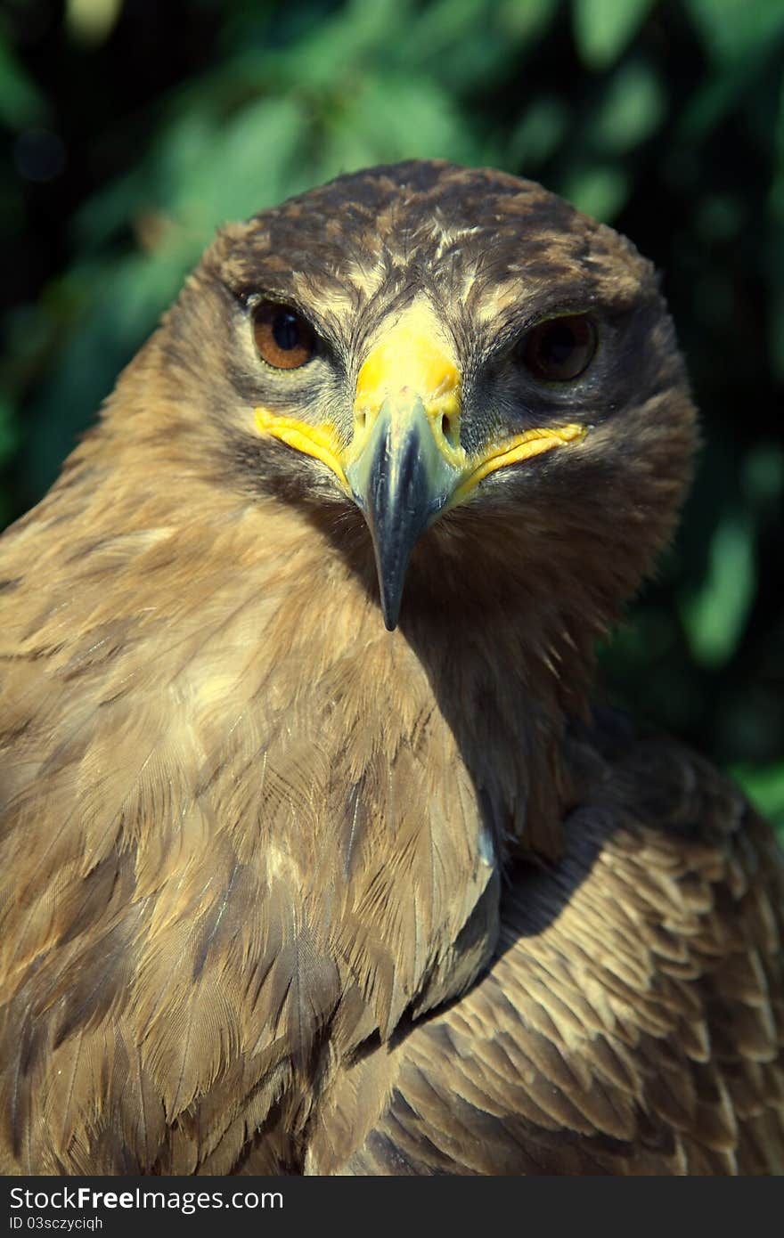 A golden eagle with a leafy environment