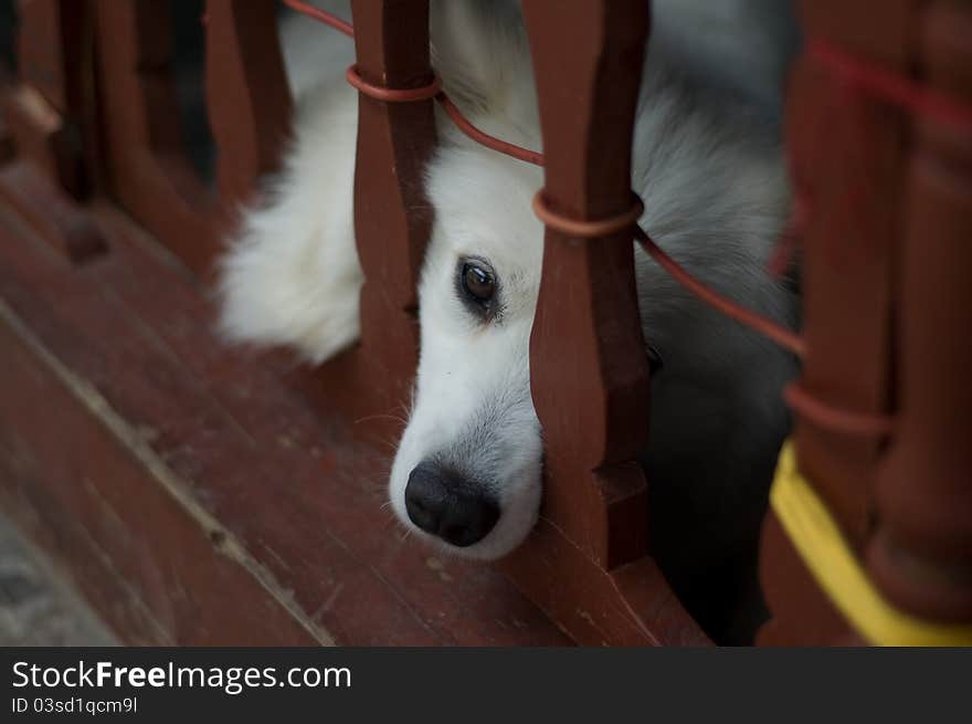 A dog looking at the camera.