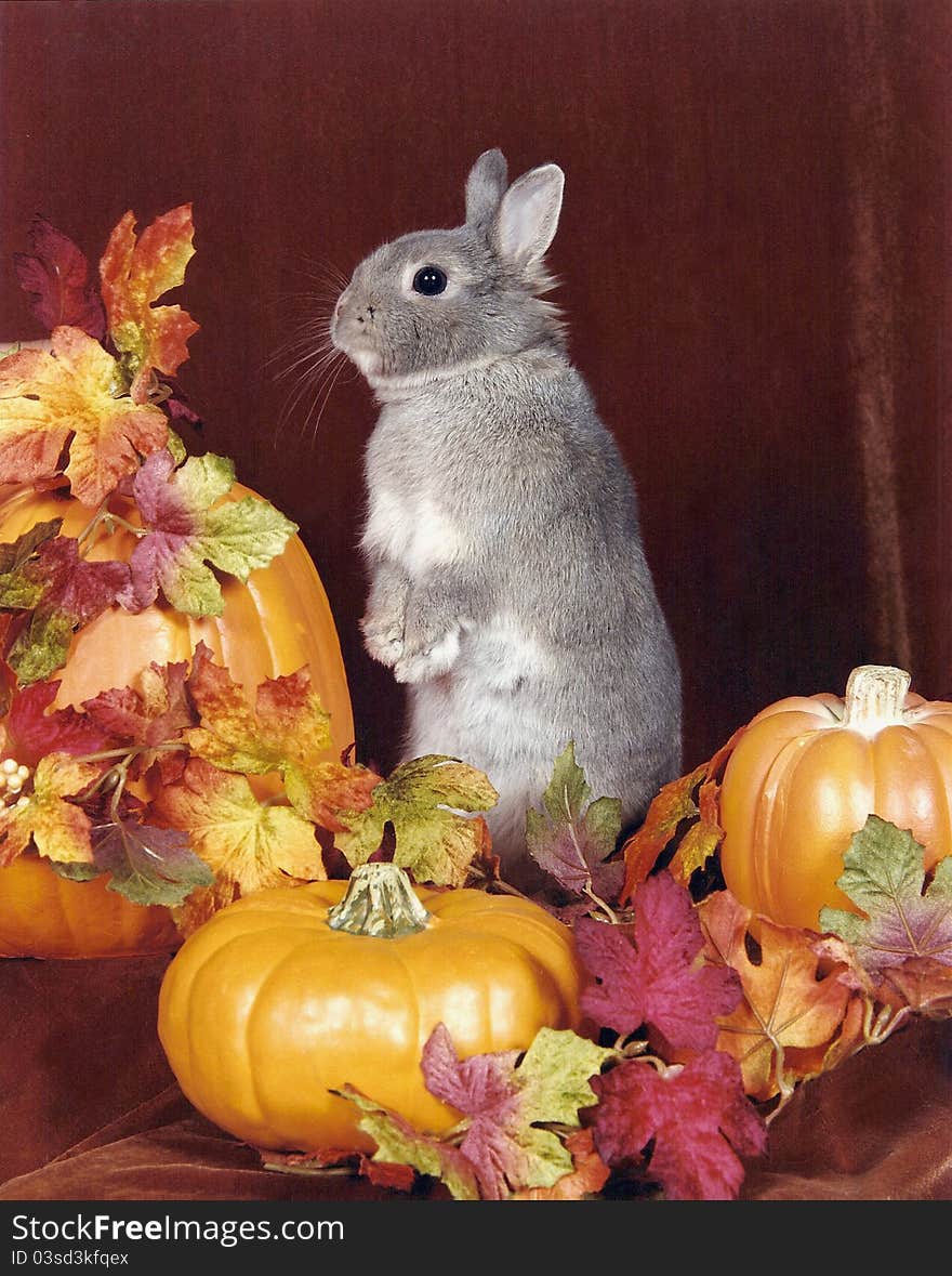 Grey rabbit sitting up in the midst of pumpkins and fall leaves. Grey rabbit sitting up in the midst of pumpkins and fall leaves