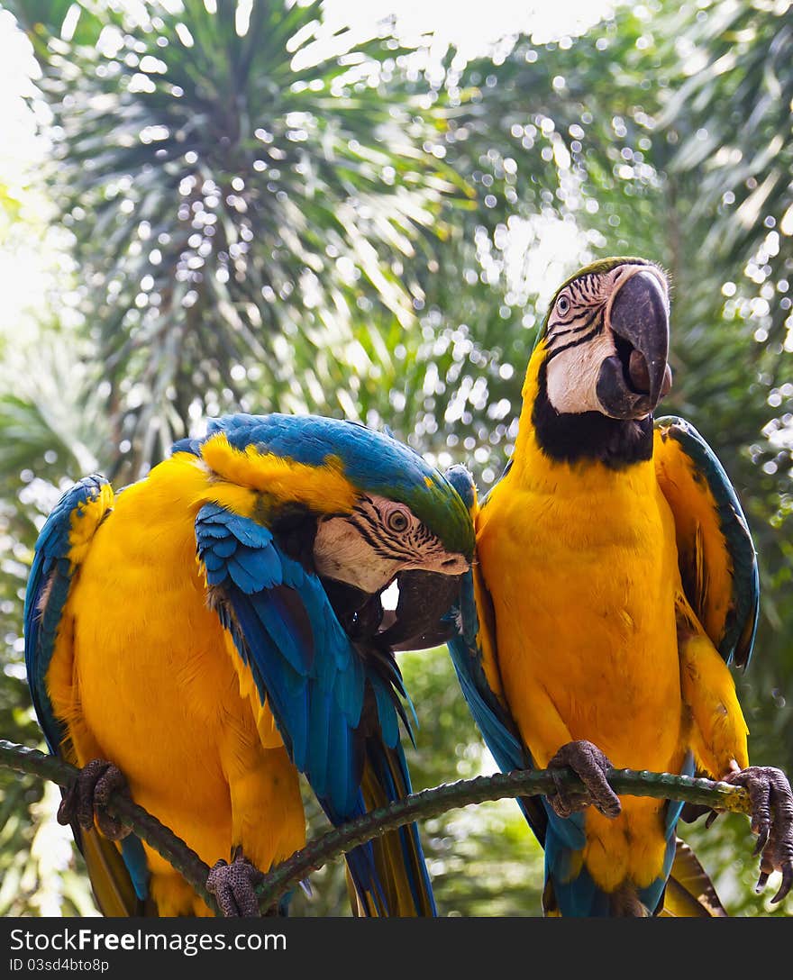 Two Parrot birds