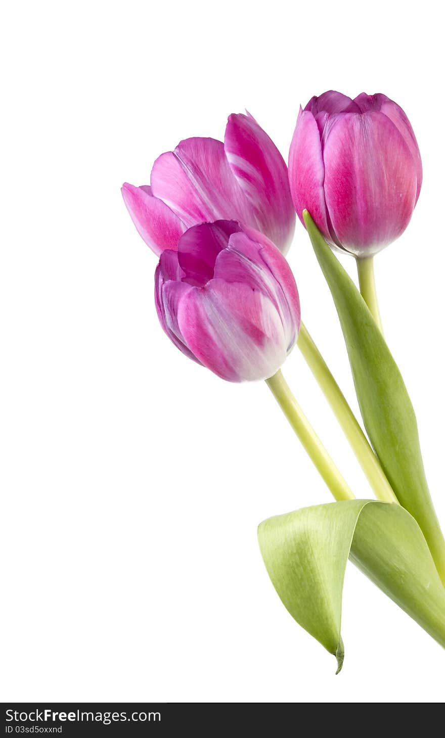 Three stems of pink tulips isolated on a white background. Three stems of pink tulips isolated on a white background