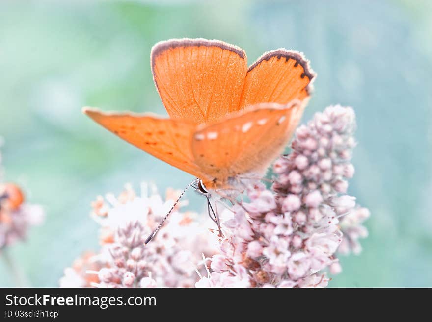 Butterfly on a flower, closeup gentle picture. Butterfly on a flower, closeup gentle picture.