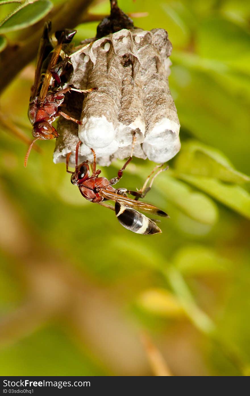 Hornet nest