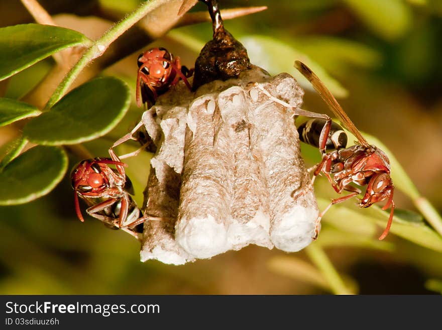 Hornet nest